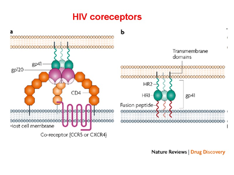 HIV coreceptors